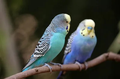 Волнистые попугаи - консультация