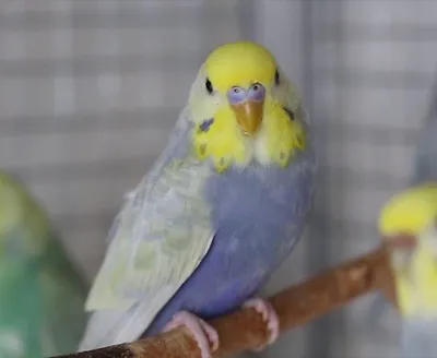 Волнистый попугай | купить в Виннице онла