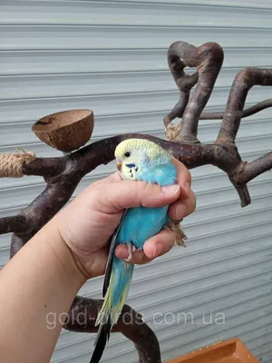 Волнистый попугай радужный в Москве по доступным ценам