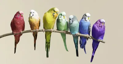 Цвет волнистого попугая в природе - 61 фото