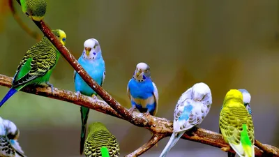 Волнистые попугаи умные птицы - 66 фото