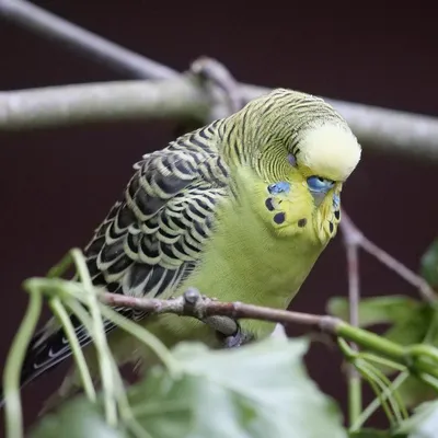 Волнистый попугай / Melopsittacus undulatus - «Волнистые попугайчики.  Маленькие террористы дома» | отзывы