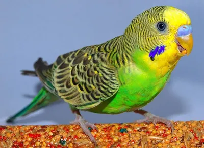 Волнистый попугай купить в Самаре, цена в зоомагазине Четыре лапы и хвост