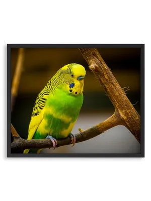 Цены на Волнистых попугаев: купить Волнистых попугаев в Киеве, Украины