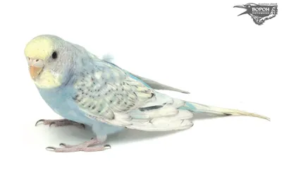 Фигурка животного Derri Animals Волнистый Попугай для детей игрушка  коллекционная декоративная, 81514, 8х3,2х2,3 см - купить с доставкой по  выгодным ценам в интернет-магазине OZON (262112076)