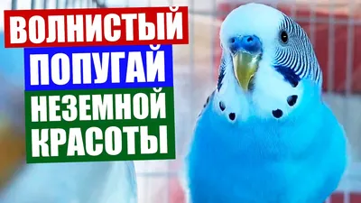 Коричневая восковица у самца волнистого попугая - Основной раздел - Форумы  Mybirds.ru - все о птицах