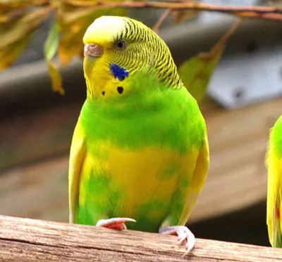 Волнистых попугаев самцов фото