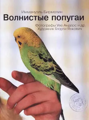 Волнистые попугаи: как выбрать птенца, где купить, как ухаживать, что нужно  знать перед покупкой