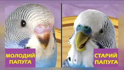 Птенцы выставочных волнистых попугаев. | Форумы о попугаях Parrots.ru