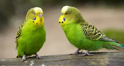 budgerigars Funny singing of wavy parrots budgerigars - YouTube