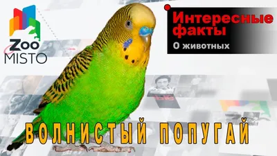 Волнистый попугай (Melopsittacus undulatus) домашнего разведения.  (ID#4874668), купить на Prom.ua