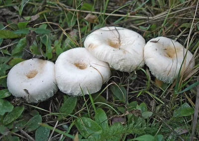 Волнушка белая (Lactarius pubescens) фотографии, видео и истории