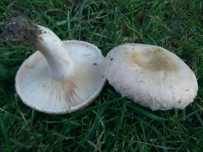 Самые коварные грибы двойники: список, описание, названия, фото и видео -  «Как и Почему»