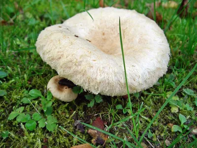 Белянка или волнушка белая: описание и внешний вид, сбора грибов