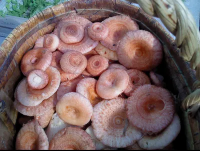 Как отличить в лесу рыжики от млечника диарейного (Lactаrius torminosus).  Полезная информация для грибников | грибной критик | Дзен