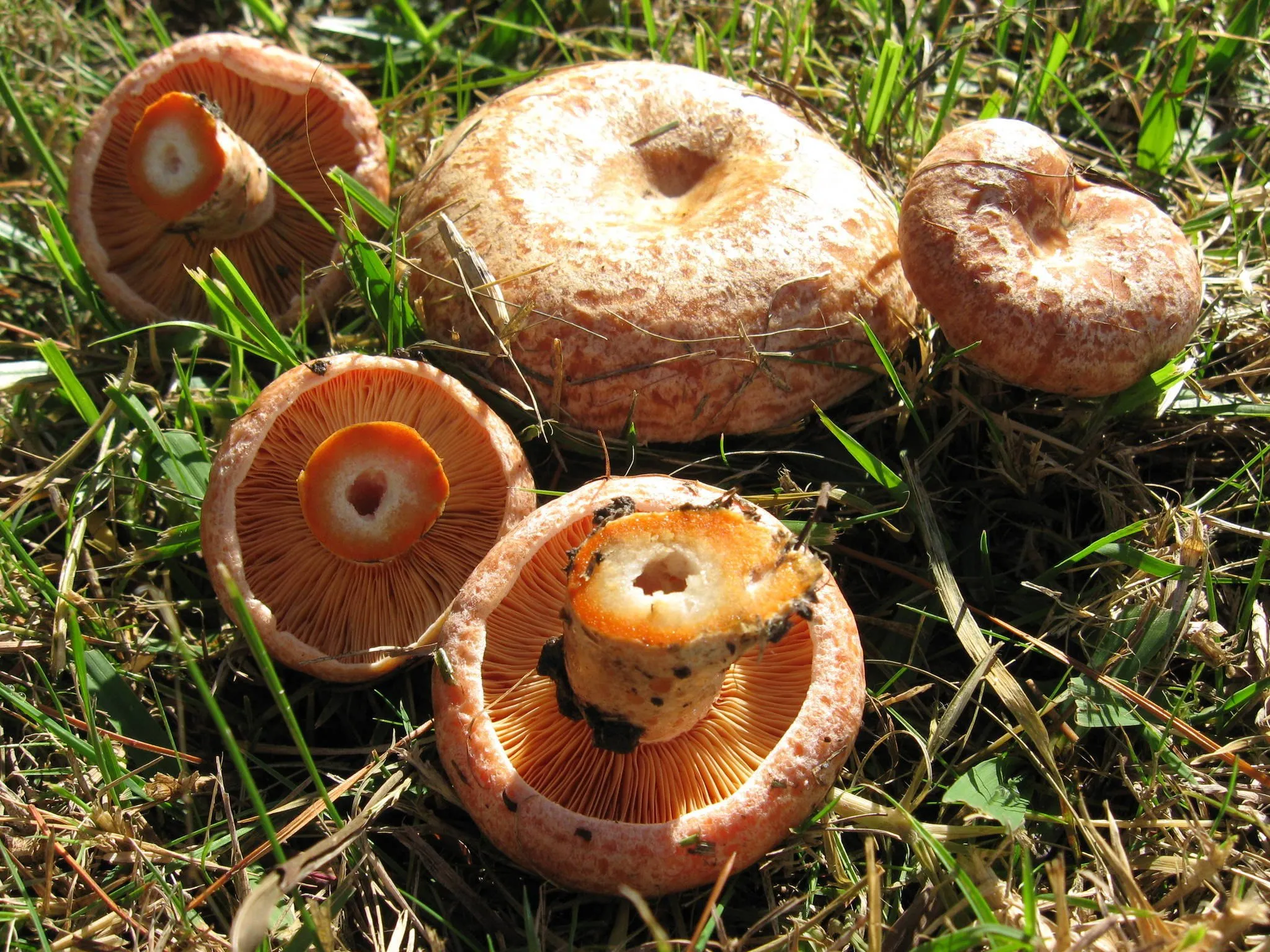 Есть гриб рыжик. Млечник Рыжик гриб. Рыжик Сосновый/Боровой (Lactarius deliciosus);. Рыжик Боровой Сосновый. Грибы рыжики и волнушки.