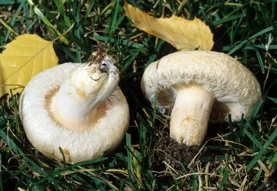 Волнушка белая (Lactarius pubescens) фото и описание