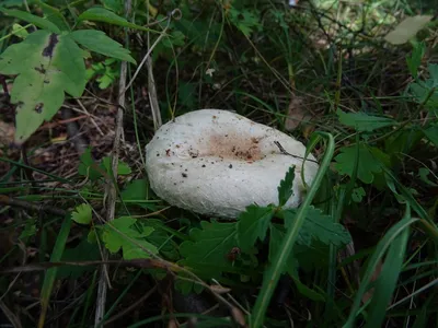 Волнушка белая (Lactarius pubescens). Фото на сайте \