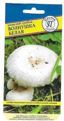 Семена Волнушка белая — купить в интернет-магазине по низкой цене на Яндекс  Маркете