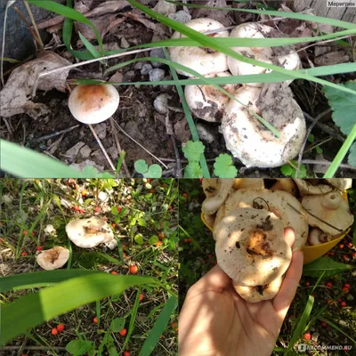Грибы Волнушка - «Я собираю урожай грибов на своём участке, расскажу как я  заготавливаю Волнушки на зиму?» | отзывы