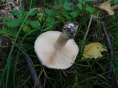 Волнушка белая (Lactarius pubescens) фотографии, видео и истории