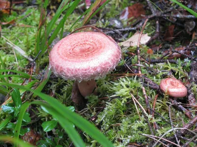 Волнушка розовая (Lactarius torminosus) фото и описание