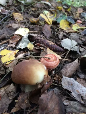 Фото: Белый гриб и волнушка
