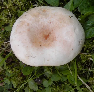 Волнушка белая (Lactarius pubescens) фото и описание