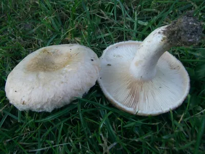 Волнушка белая (Lactarius pubescens) фото и описание