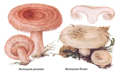 Гриб волнушка рисунок (47 фото) скачать