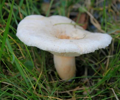 Волнушка белая (2 фото) гриб опознан