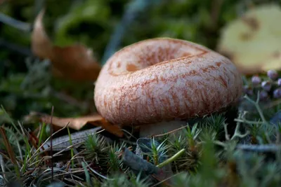 Ложная волнушка белая: фото и описание ядовитого гриба