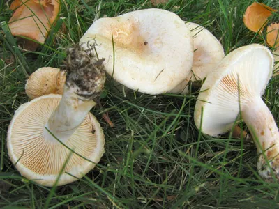 Волнушка белая (Lactarius pubescens) фото и описание