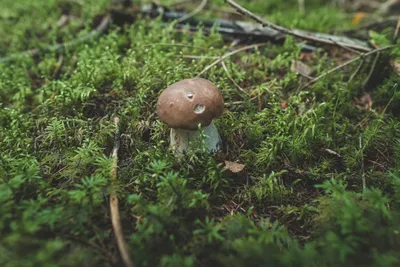 Белые, волнушки и окуни безлюдного места. Ловлю на мормышку и собираю грибы  на зиму | Пикабу