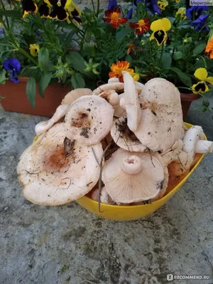 Грибы Волнушка - «Я собираю урожай грибов на своём участке, расскажу как я  заготавливаю Волнушки на зиму?» | отзывы