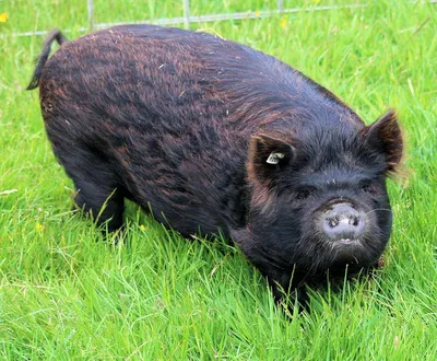 Шерстистая Свинья Мангалица Curly Волосатые Свиньи Mangalica — стоковые  фотографии и другие картинки Волосы животного - iStock