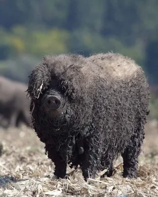 Красивая Волосатая Ласточка Брюшка Мангалицы Свинья (Sus Scrofa),  Венгерская Порода Домашних Свиней С Толстым И Пушистым Пальто, В Лесе В  Нидерландах. Фотография, картинки, изображения и сток-фотография без  роялти. Image 75979751