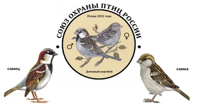 Птицей 2022 года объявлен домовый воробей! | Русское географическое общество
