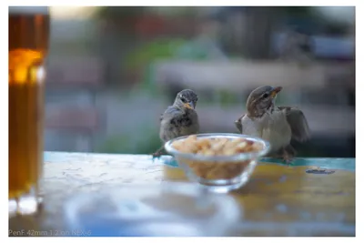 Фото Воробьи у тарелки с орешками, by LeadyGonzales