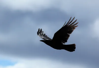 Чёрная ворона | Животный мир и природа Красноярского края