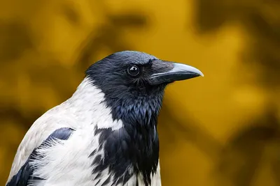Ворона осенью: несколько интересных повадок и особенностей одной из самых  умных птиц в мире | Пикабу
