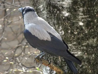 Ворона | Пикабу