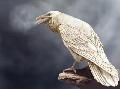 Белая ворона» - значение и происхождение фразеологизма