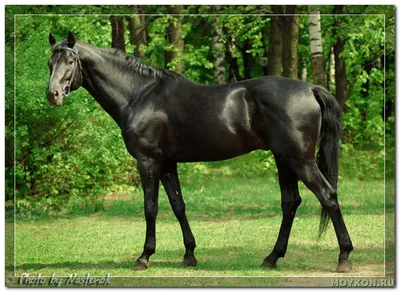 Лошади КСК Левадия, horse | Вороная лошадь, вороной конь, ло… | Flickr