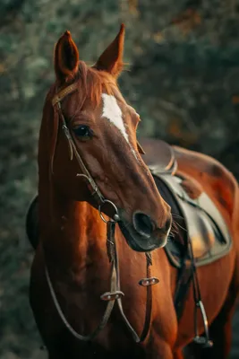 Лошади КСК Левадия, horse | Лошади, гнедая лошадь, фотографи… | Flickr