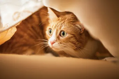 Воспаление параанальных желез у кошки - лечение воспаления ануса у кошки |  Royal Canin