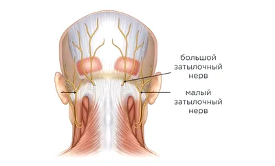 Невралгия затылочного нерва - статьи от компании Еламед