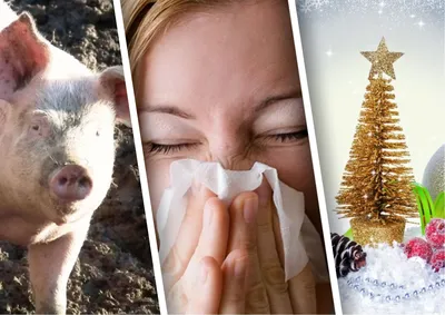 Встретить кролика без свиньи: стало известно, как не подхватить грипп А к  новогодним праздникам