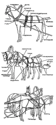 Красивая Обуздать Лошадь Drawn Перевозки Лошадей В Движении — стоковые  фотографии и другие картинки Вожжи - iStock