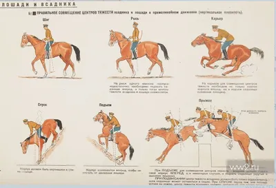 Влияние соотношения массы тела всадника, лошади и посадки седла на аллюр и  поведение лошади: пилотное исследование